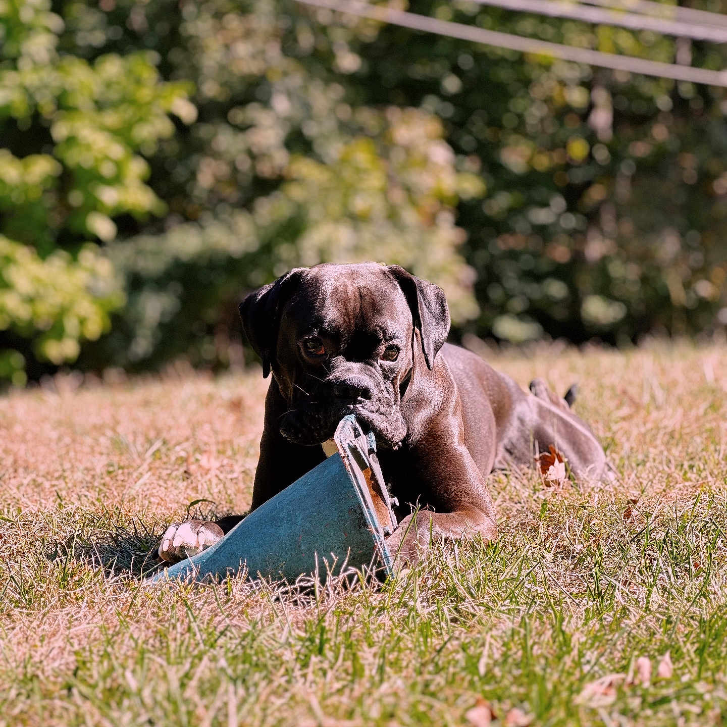 Jinx is registered to the contest to win money with this photo: animal, boxer, bulldog, canine, dog, field, grass, grassland, hound, labradorretriever, lawn, nature, outdoors, pet, plant, pug, puppy, summer, tree, vegetation
