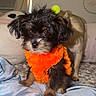 puppy, dog, pet, orange_sweater, bed, blanket, pillow, indoor, cute, fluffy, black_dog, brown_dog, small_dog, larger_dog, fur, soft_lighting, cozy, animal, companion, home