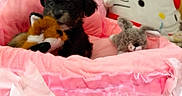 Venus joined the competition — help win amazing prizes! puppy, dog, stuffed_toy, plush_fox, plush_rabbit, pink_bed, soft_toys, cozy, cute, pet, indoor, toy, animal, small_dog, fluffy, adorable, bed, furniture, comfort, resting