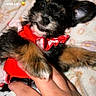 puppy, dog, pet, cute, red_outfit, blanket, hand, smile, ears, fur, lying_down, indoors, animal, young, playful, cozy, closeup, adorable, expression, domestic