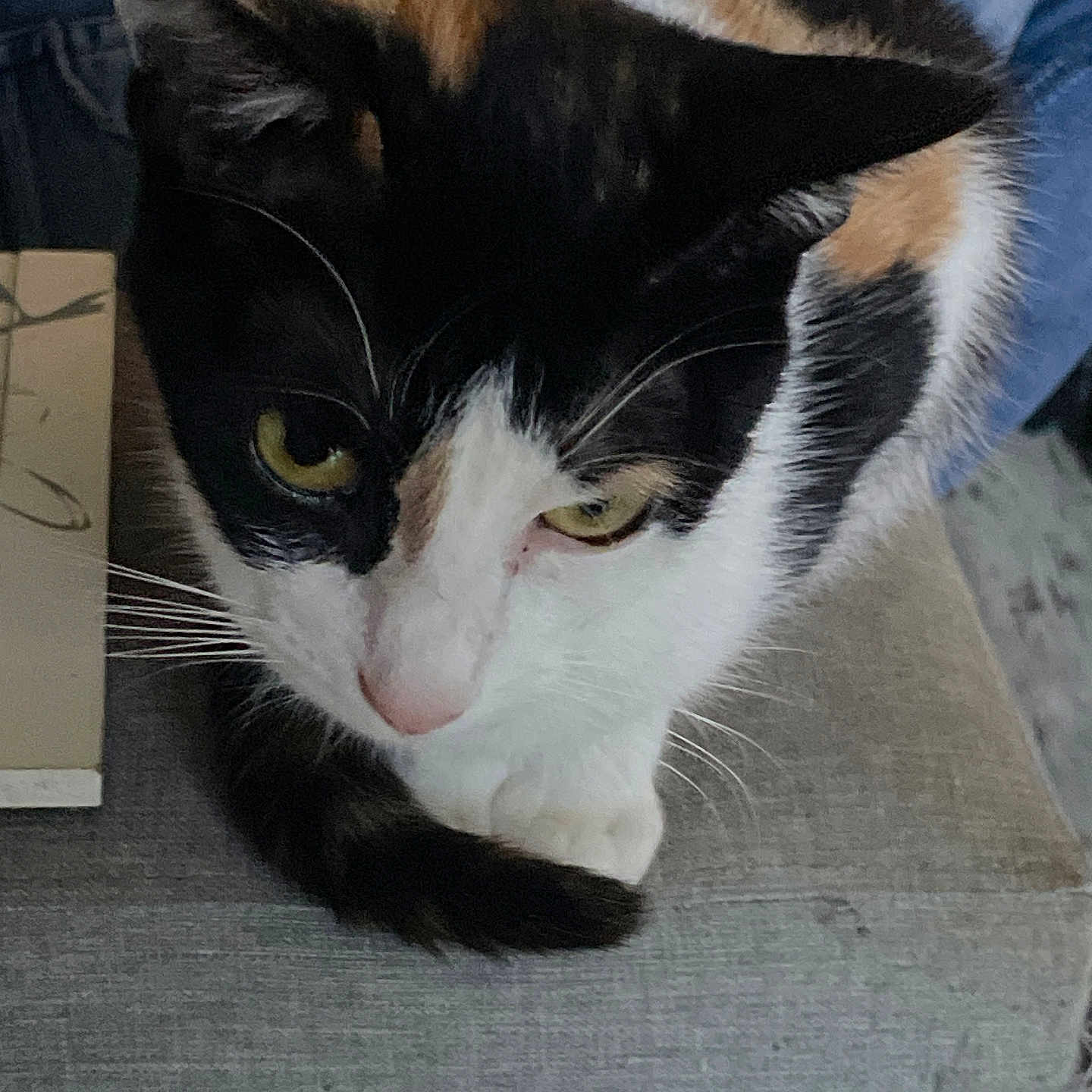 Cruella participe au concours pour gagner de l'argent avec cette photo : abyssinian, animal, architecture, armchair, box, building, cat, chair, couch, cushion, furniture, homedecor, indoors, kitten, livingroom, manx, person, pet, room, sleeping