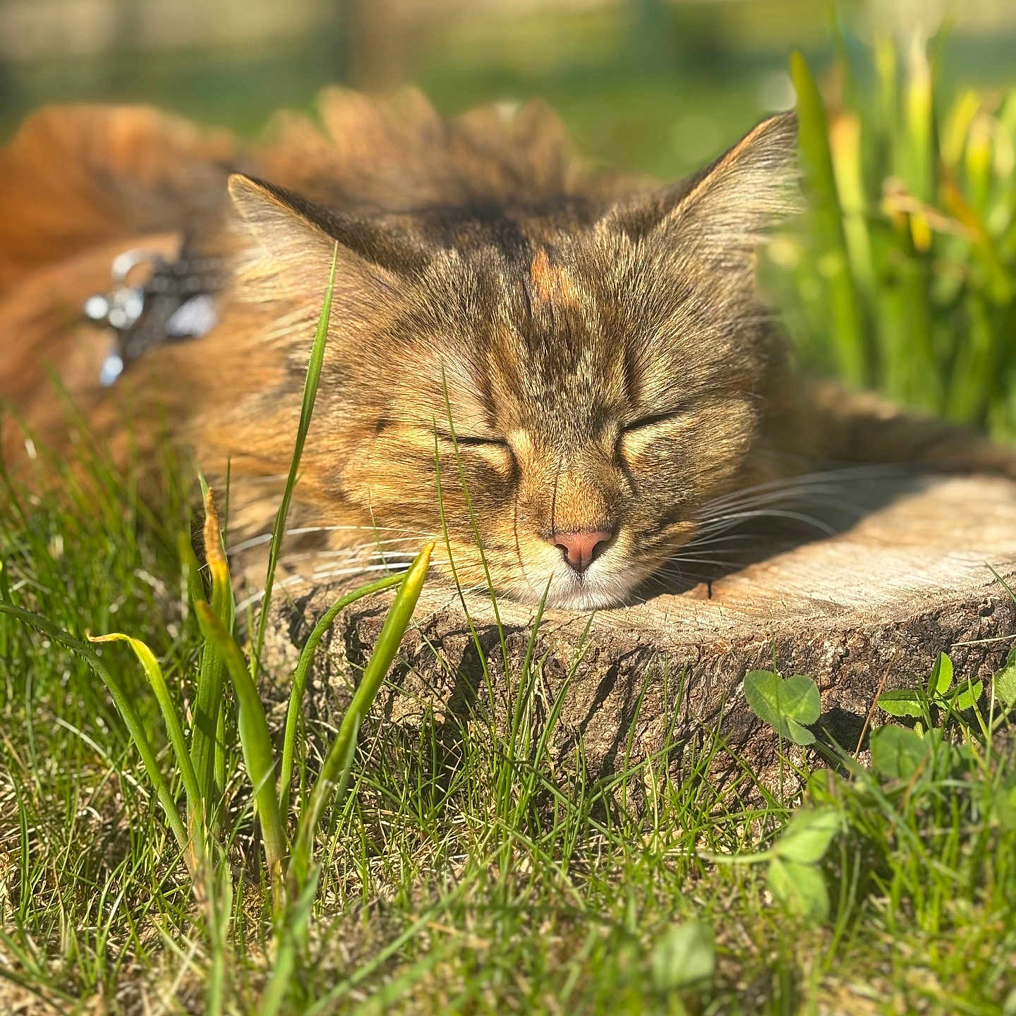 Lili participe au concours pour gagner de l'argent avec cette photo : abyssinian, animal, cat, countryside, field, grass, grassland, herbal, herbs, kitten, lawn, manx, meadow, nature, outdoors, pet, plant, rural, tree, vegetation