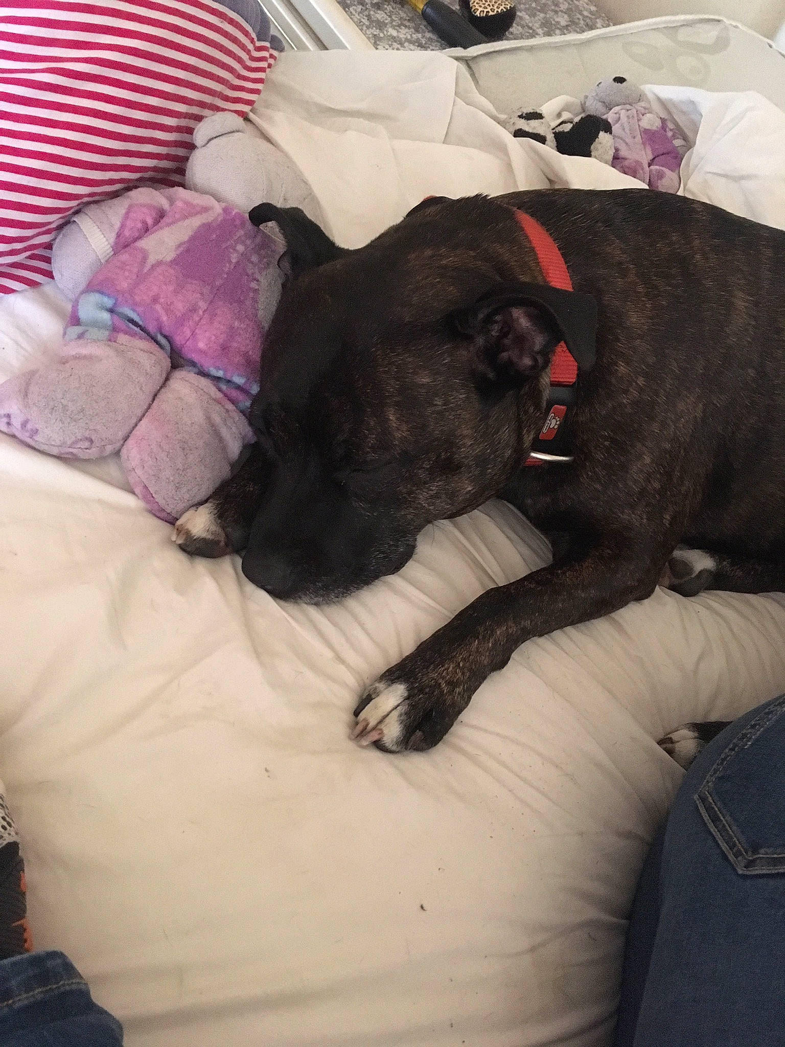 Chelsea joined the competition — help win amazing prizes! bed, bed_sheet, bedding, canidae, carmine, carnivore, comfort, companion_dog, couch, dog, dog_breed, fawn, fur, grey, linens, magenta, pillow, pink, purple, sporting_group