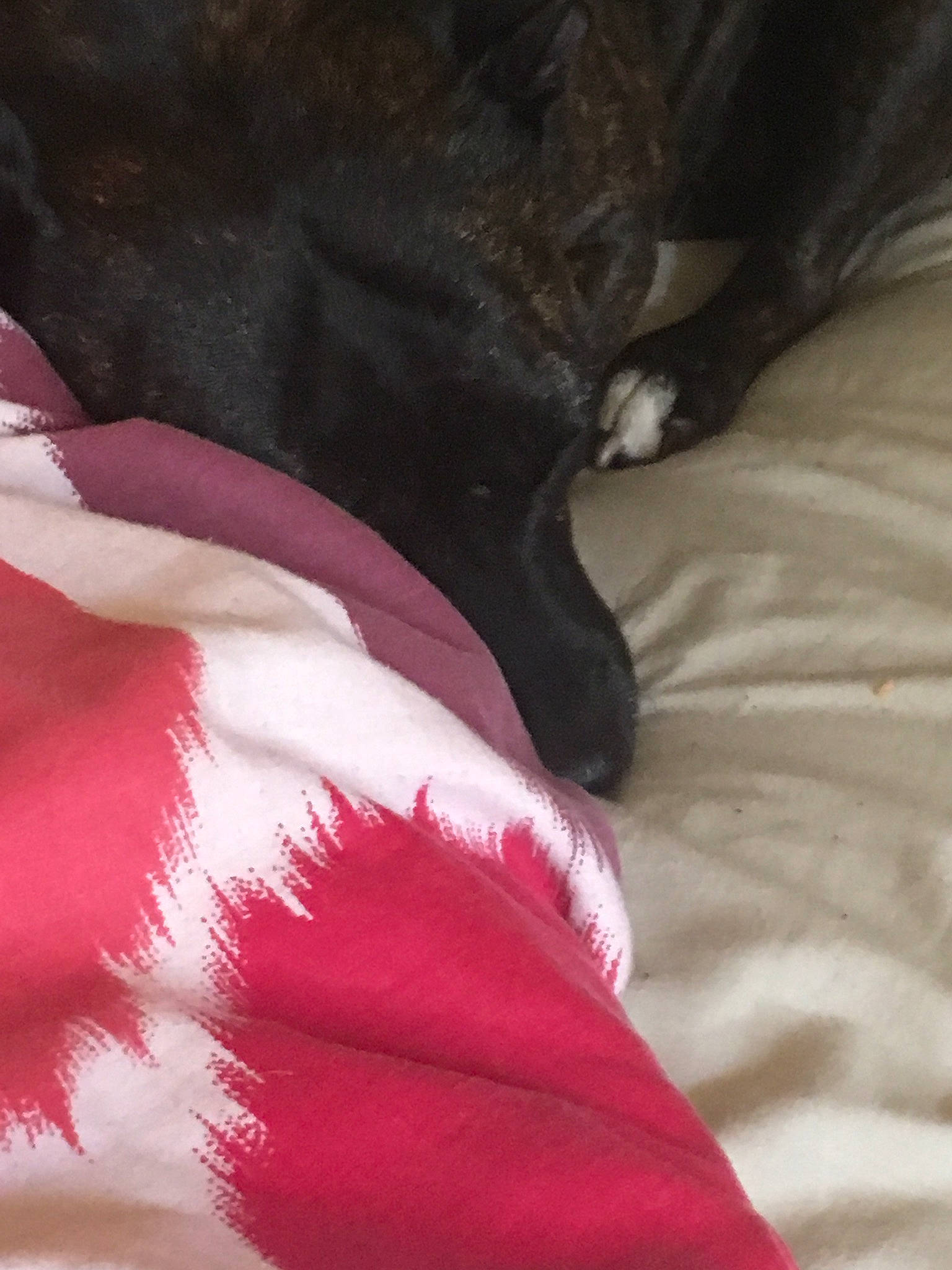 Chelsea joined the competition — help win amazing prizes! bed, carmine, carnivore, comfort, companion_dog, dog, dog_breed, fawn, feather, foot, fur, gesture, human_leg, linens, magenta, snout, sporting_group, tail, tints_and_shades, whiskers