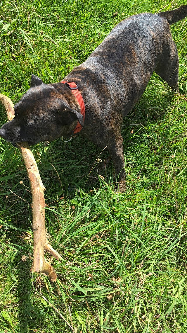 Chelsea joined the competition — help win amazing prizes! canidae, carnivore, collar, companion_dog, dog, dog_breed, dog_collar, dog_supply, fashion_accessory, fawn, grass, leash, liver, pet_supply, plant, snout, sporting_group, tail, terrestrial_animal, working_animal