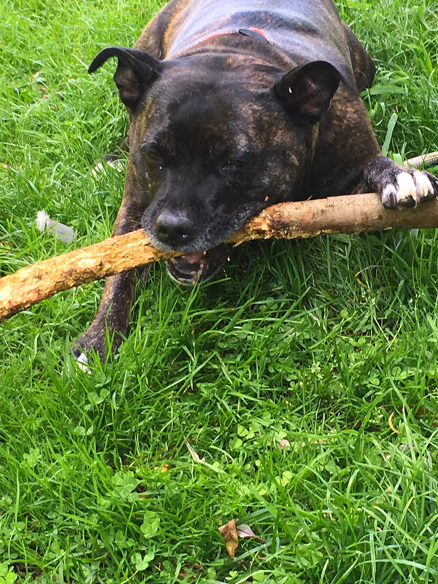 Chelsea is registered to the contest to win money with this photo: canidae, carnivore, collar, companion_dog, dog, dog_breed, fawn, grass, grassland, grazing, groundcover, guard_dog, lawn, pasture, plant, snout, sporting_group, tail, terrestrial_animal, working_animal