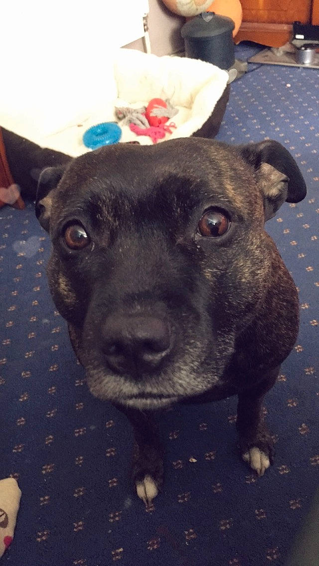 Chelsea joined the competition — help win amazing prizes! borador, canidae, carnivore, collar, companion_dog, dog, dog_breed, ear, fawn, fur, guard_dog, non_sporting_group, puppy, snout, sporting_group, terrestrial_animal, whiskers, working_animal