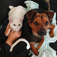Suze a rejoint le concours — aidez-le/la à gagner de superbes lots ! cat, dog, couch, blanket, pet, animal, white_cat, brown_dog, hands, person, indoor, cozy, snuggling, fur, ears, tail, resting, companionship, comfort, black_furniture