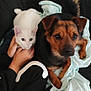 Pocket participe au concours pour gagner de l'argent avec cette photo : cat, dog, couch, blanket, pet, animal, white_cat, brown_dog, hands, person, indoor, cozy, snuggling, fur, ears, tail, resting, companionship, comfort, black_furniture