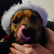Pocket participe au concours pour gagner de l'argent avec cette photo : dog, pet, animal, tongue, licking, hands, hat, santa_hat, brown_fur, close_up, indoors, cute, mammal, face, expression, domestic_animal, cozy, holiday, festive, portrait