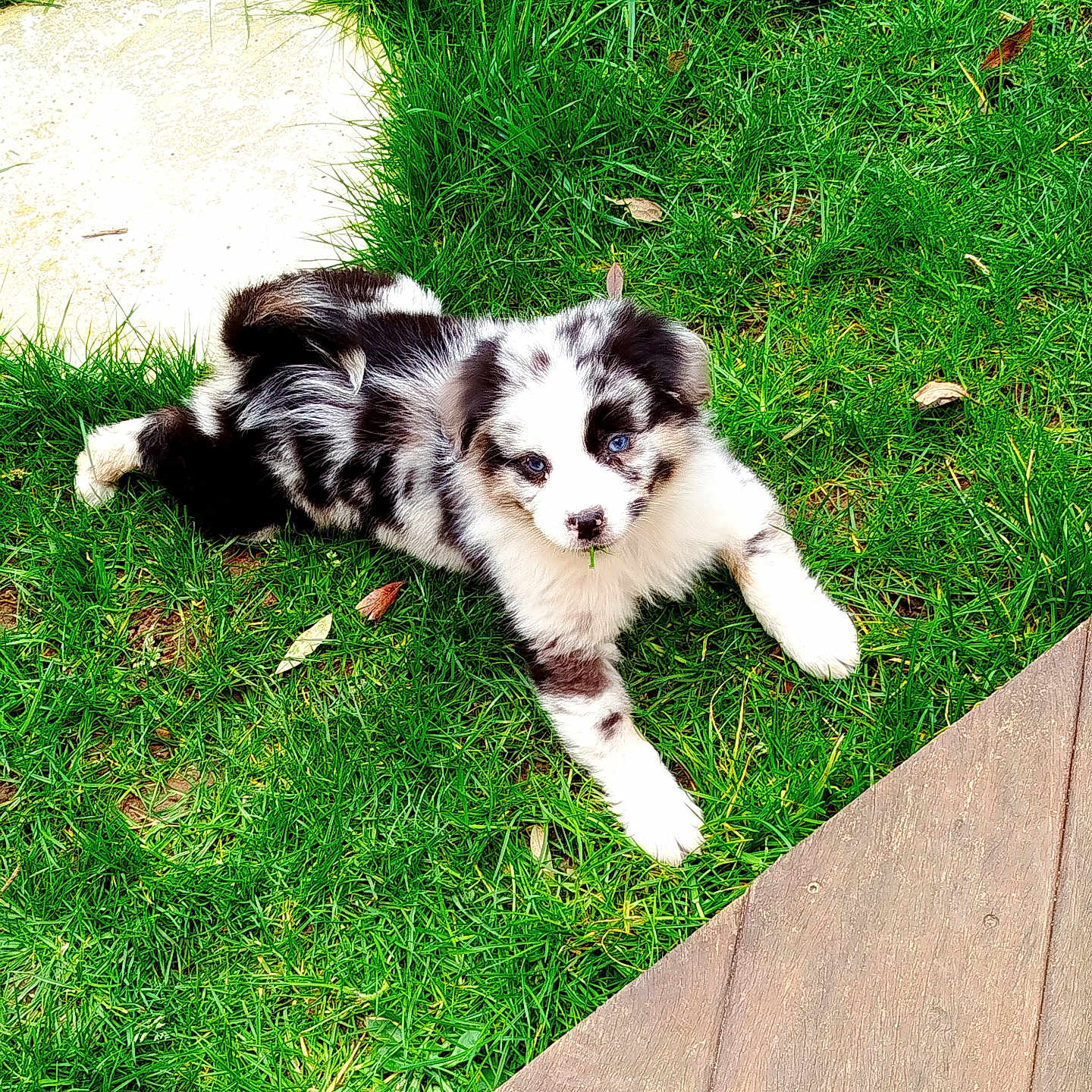 Aslan participe au concours pour gagner de l'argent avec cette photo : accessories, animal, canine, cockerspaniel, collie, dog, eskimodog, field, grass, grassland, husky, lawn, nature, outdoors, papillon, pet, plant, puppy, strap, yard