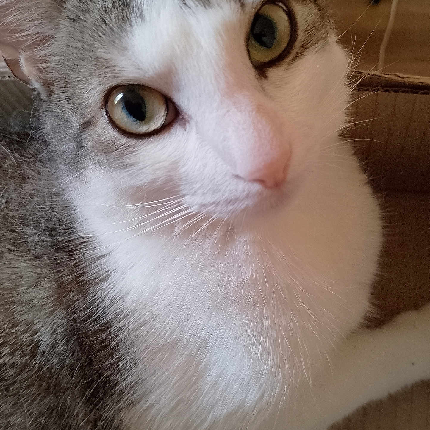 Savane participe au concours pour gagner de l'argent avec cette photo : cat, close_up, green_eyes, whiskers, pink_nose, fur, pet, animal, indoor, cardboard_box, curious, cute, face, portrait, tabby, white_fur, gray_fur, domestic_cat, looking_at_camera, soft_texture