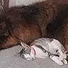 dog, cat, sleeping, resting, indoor, pet, animal, furry, friendship, cushion, floor, tile, collar, brown, black, white, gray, quiet, peaceful, home