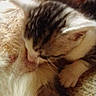 kitten, cat, fur, close_up, animal, pet, sleeping, snuggling, blur, soft, cute, young, whiskers, paw, feline, domestic_animal, resting, cozy, indoor, mammal