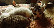 Savane a rejoint le concours — aidez-le/la à gagner de superbes lots ! kitten, cat, animal, feline, pet, cute, sleeping, resting, white_fur, tabby, soft, blanket, indoors, young, curious, group, multiple, fur, comfort, cozy