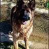 Edene participe au concours pour gagner de l'argent avec cette photo : dog, german_shepherd, outdoor, animal, pet, standing, wet, tongue_out, moss, concrete, nature, greenery, leaf_litter, canine, fur, ears, paw, curious, sunlight, shadow