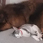 Edene a rejoint le concours — aidez-le/la à gagner de superbes lots ! dog, cat, sleeping, resting, indoor, pet, animal, cozy, companion, fur, collar, toy, quiet, floor, relaxing, friendship, mammal, home, peaceful, napping