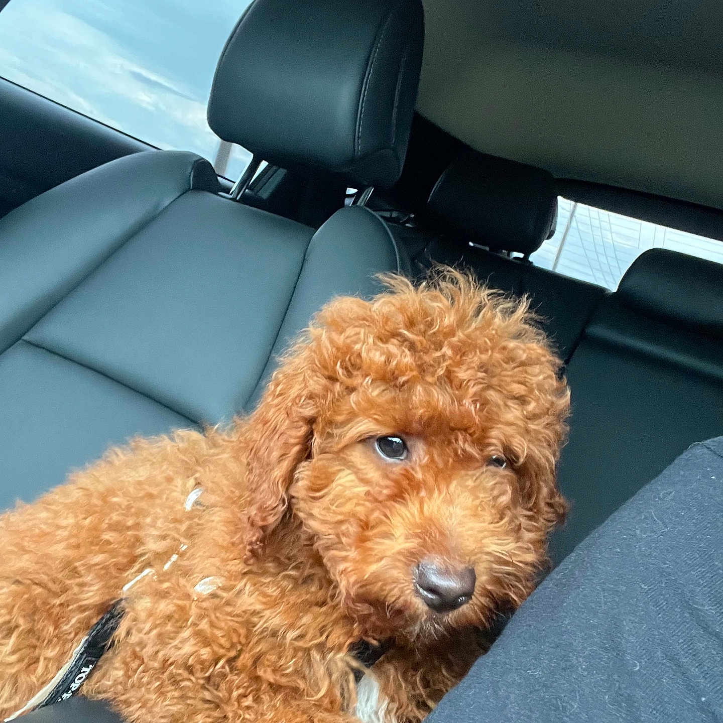 Toby is registered to the contest to win money with this photo: airedale, animal, canine, car, car_interior, carseat, cushion, dog, headrest, homedecor, pet, poodle, puppy, terrier, transportation, vehicle
