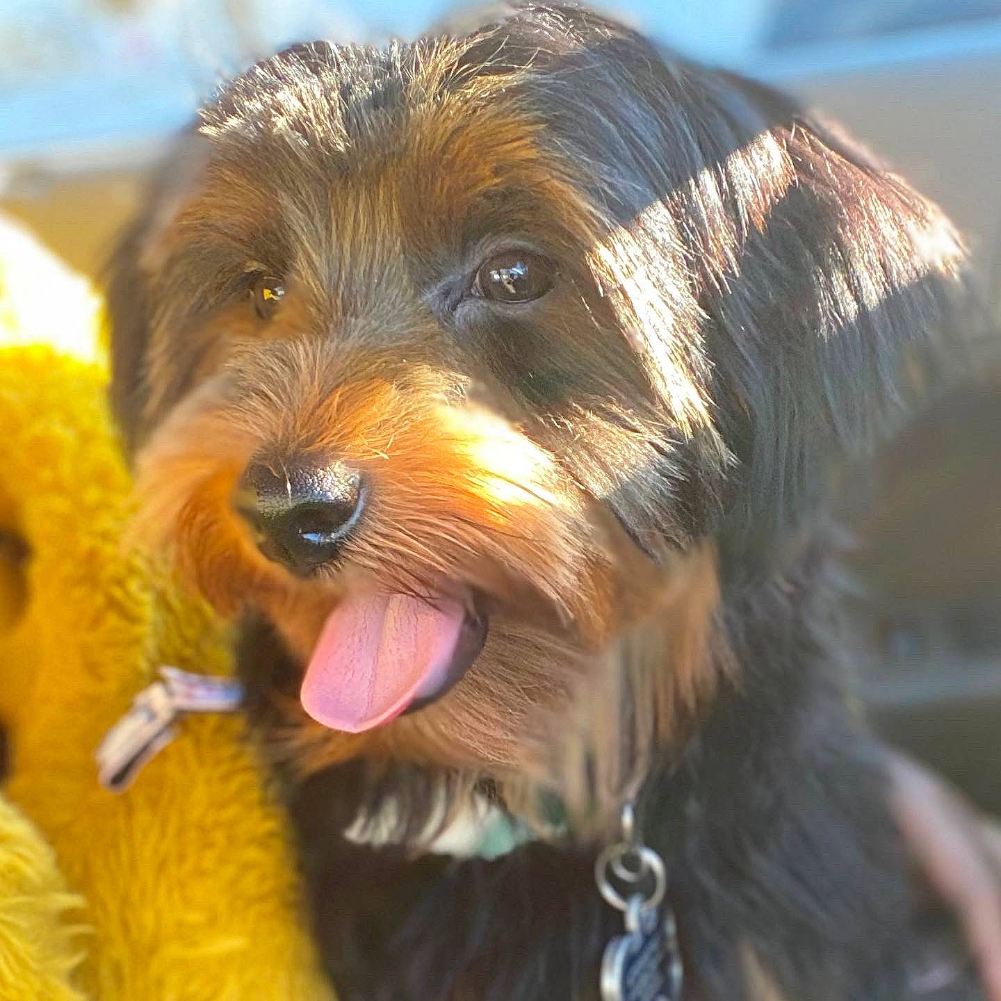 Karter joined the competition — help win amazing prizes! canidae, carnivore, close_up, collar, companion_dog, dog, dog_breed, dog_collar, fur, liver, small_terrier, snout, sporting_group, terrier, water_dog, working_animal, working_dog, yorkipoo