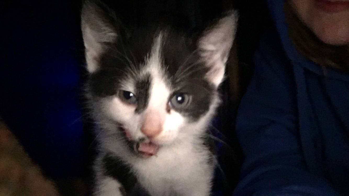 Genesis is registered to the contest to win money with this photo: carnivore, cat, darkness, domestic_short_haired_cat, felidae, fur, small_to_medium_sized_cats, whiskers