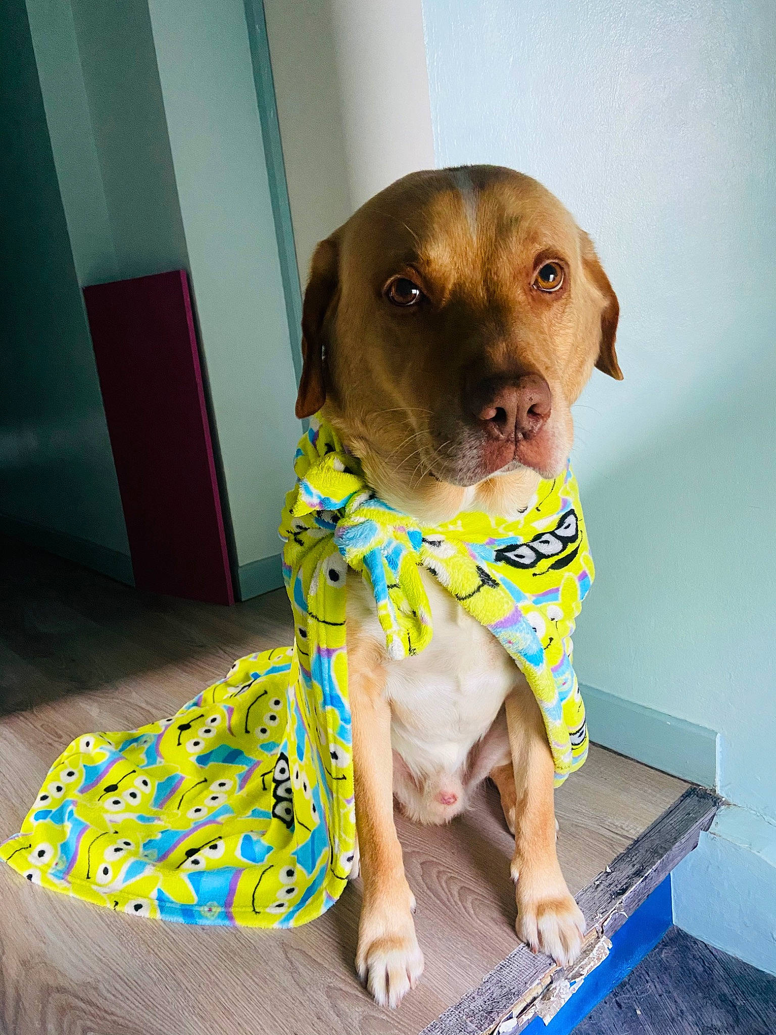 Iago participe au concours pour gagner de l'argent avec cette photo : canidae, carnivore, child, circle, companion_dog, dog, dog_breed, dog_clothes, dog_food, dog_supply, fawn, liver, pattern, pet_supply, sleeve, snout, sporting_group, tennis_ball, whiskers, working_animal