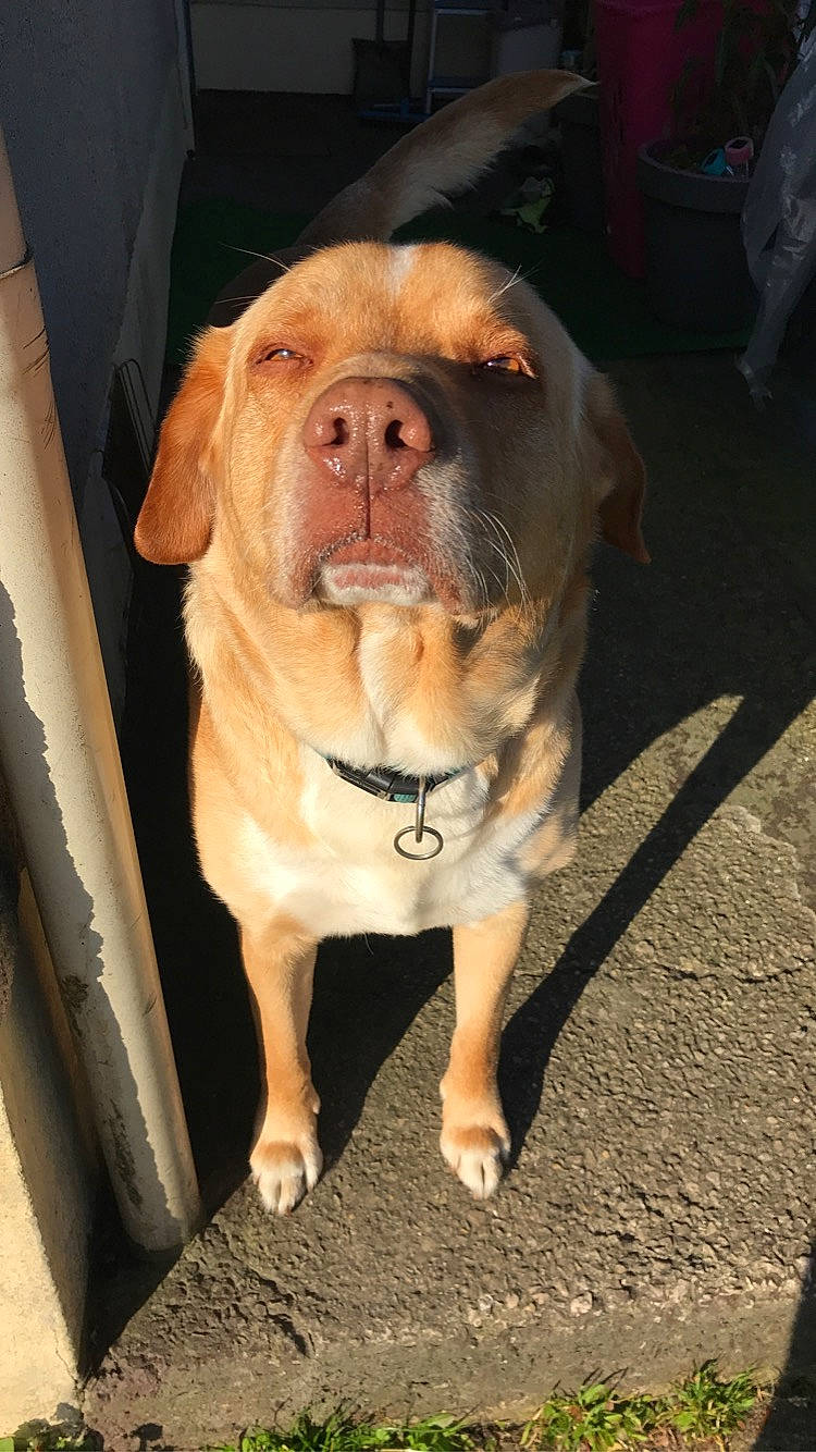 Iago participe au concours pour gagner de l'argent avec cette photo : canidae, carnivore, collar, companion_dog, dog, dog_breed, dog_collar, fang, fawn, fur, guard_dog, leash, liver, molosser, road_surface, snout, sporting_group, whiskers, working_animal, wrinkle