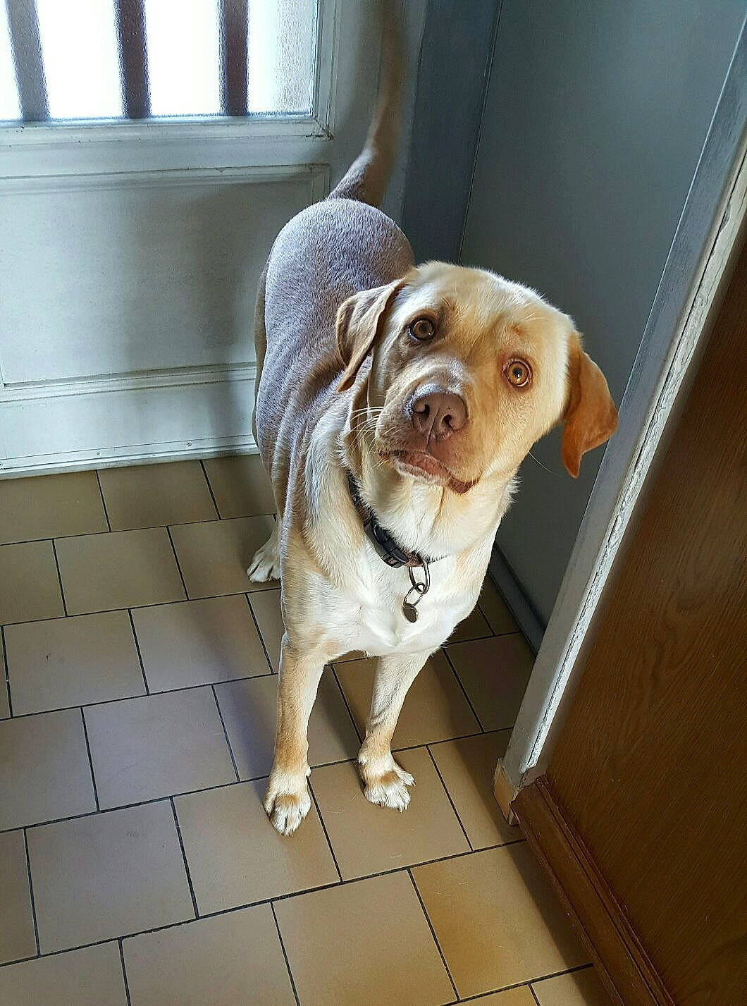 Iago participe au concours pour gagner de l'argent avec cette photo : canidae, carnivore, collar, companion_dog, dog, dog_breed, dog_collar, fawn, floor, flooring, leash, pet_supply, snout, sporting_group, toy_dog, whiskers, window, wood, working_animal, wrinkle