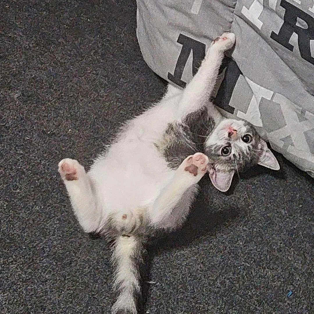 Ryuk participe au concours pour gagner de l'argent avec cette photo : animal, carpet, cat, claws, curious, cushion, cute, fur, gray_and_white, home, indoor, kitten, lying_down, paw, pet, playful, relaxed, tail, whiskers, young