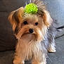dog, puppy, bow, green_bow, fluffy, cute, pet, small_dog, fur, indoor, couch, grey_couch, animal, portrait, looking, adorable, companion, domestic_animal, young_dog, furry