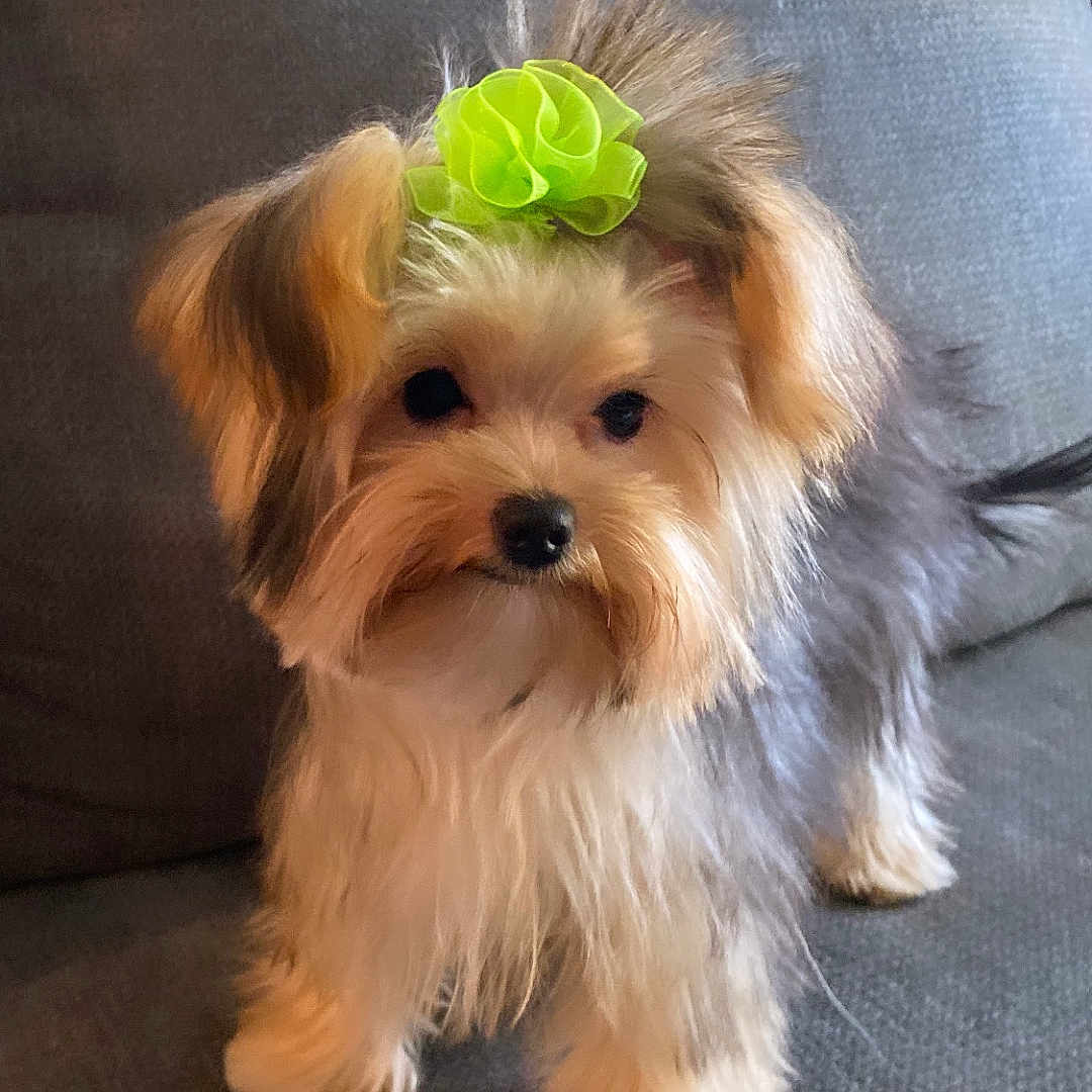 Bella is registered to the contest to win money with this photo: adorable, animal, bow, companion, couch, cute, dog, domestic_animal, fluffy, fur, furry, green_bow, grey_couch, indoor, looking, pet, portrait, puppy, small_dog, young_dog