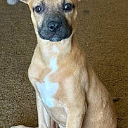 Scrappy Doo is registered to the contest to win money with this photo: adorable, animal, canine, carpet, companion, cute, dog, domestic, ears_up, friendly, fur, indoor, looking, pet, portrait, puppy, sitting, tan, white_patch, young_dog