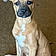 Scrappy Doo