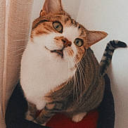 Chucky participe au concours pour gagner de l'argent avec cette photo : cat, tabby, pet, animal, feline, green_eyes, curious, indoor, cozy, bed, curtain, white_wall, whiskers, ears, tail, sitting, looking_up, close_up, domestic, furniture