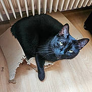 Kirikou a rejoint le concours — aidez-le/la à gagner de superbes lots ! cat, black_cat, cardboard, floor, wooden_floor, indoor, radiator, pet, animal, fur, whiskers, yellow_eyes, curious, relaxed, torn_cardboard, household, cozy, looking_up, domestic_cat, feline