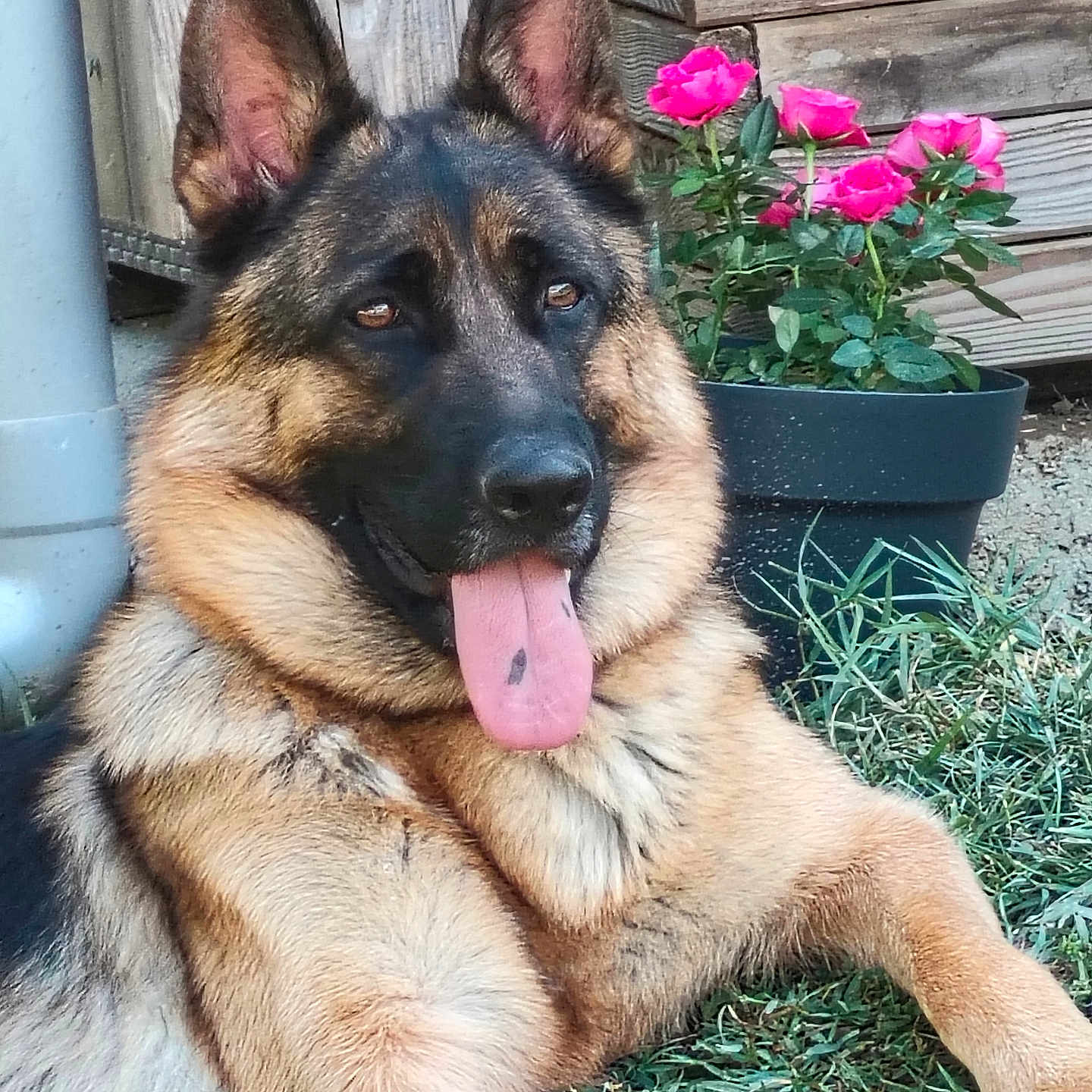 Ava