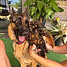 Ava a rejoint le concours — aidez-le/la à gagner de superbes lots ! dog, chicken, bird, shepherd_dog, animal, pets, outdoor, patio, plants, tropical, birdcage, hands, portrait, sitting, happy, tongue_out, feathers, garden, sunlight, funny