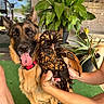 dog, chicken, bird, animal, pet, shepherd_mix, fluffy, feathers, outdoor, plants, tropical, birdcage, greenery, people, hands, portrait, close_up, collar, tongue, funny