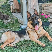 Ava participe au concours pour gagner de l'argent avec cette photo : dog, cat, german_shepherd, pet, animal, outdoor, garden, grass, lying_down, tongue_out, portrait, fur, ears, pink_flowers, roses, wooden_planter, backyard, playful, fluffy_cat, relaxed