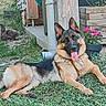 dog, cat, german_shepherd, pet, animal, outdoor, garden, grass, lying_down, tongue_out, portrait, fur, ears, pink_flowers, roses, wooden_planter, backyard, playful, fluffy_cat, relaxed