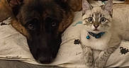 Ava a rejoint le concours — aidez-le/la à gagner de superbes lots ! dog, cat, kitten, shepherd, pets, animal_companions, cuddling, lying_down, blanket, bed, indoors, home, pet_collar, bell, fluffy, fur, blue_eyes, wide_eyed, portrait, wood_floor