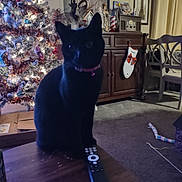 Duchess joined the competition — help win amazing prizes! black_cat, cabinet, carpet, cat, chair, christmas_tree, clock, curtains, decorations, furniture, holiday_decor, indoor, living_room, ornaments, pet, pink_collar, remote_control, shadow, stocking, table