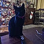 black_cat, cabinet, carpet, cat, chair, christmas_tree, clock, curtains, decorations, furniture, holiday_decor, indoor, living_room, ornaments, pet, pink_collar, remote_control, shadow, stocking, table