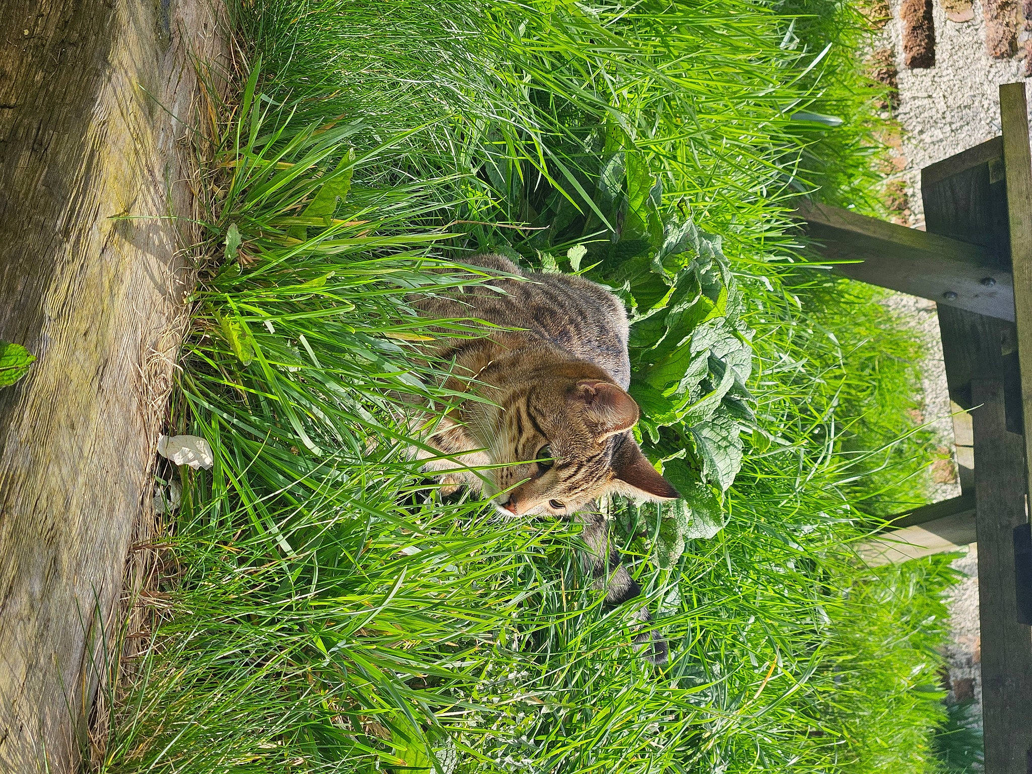 Freyja joined the competition — help win amazing prizes! carnivore, cat, fawn, felidae, grass, grass_family, groundcover, nature_reserve, plant, shrub, small_to_medium_sized_cats, tail, terrestrial_animal, terrestrial_plant, tree, trunk, vegetation, whiskers, wildlife, wood