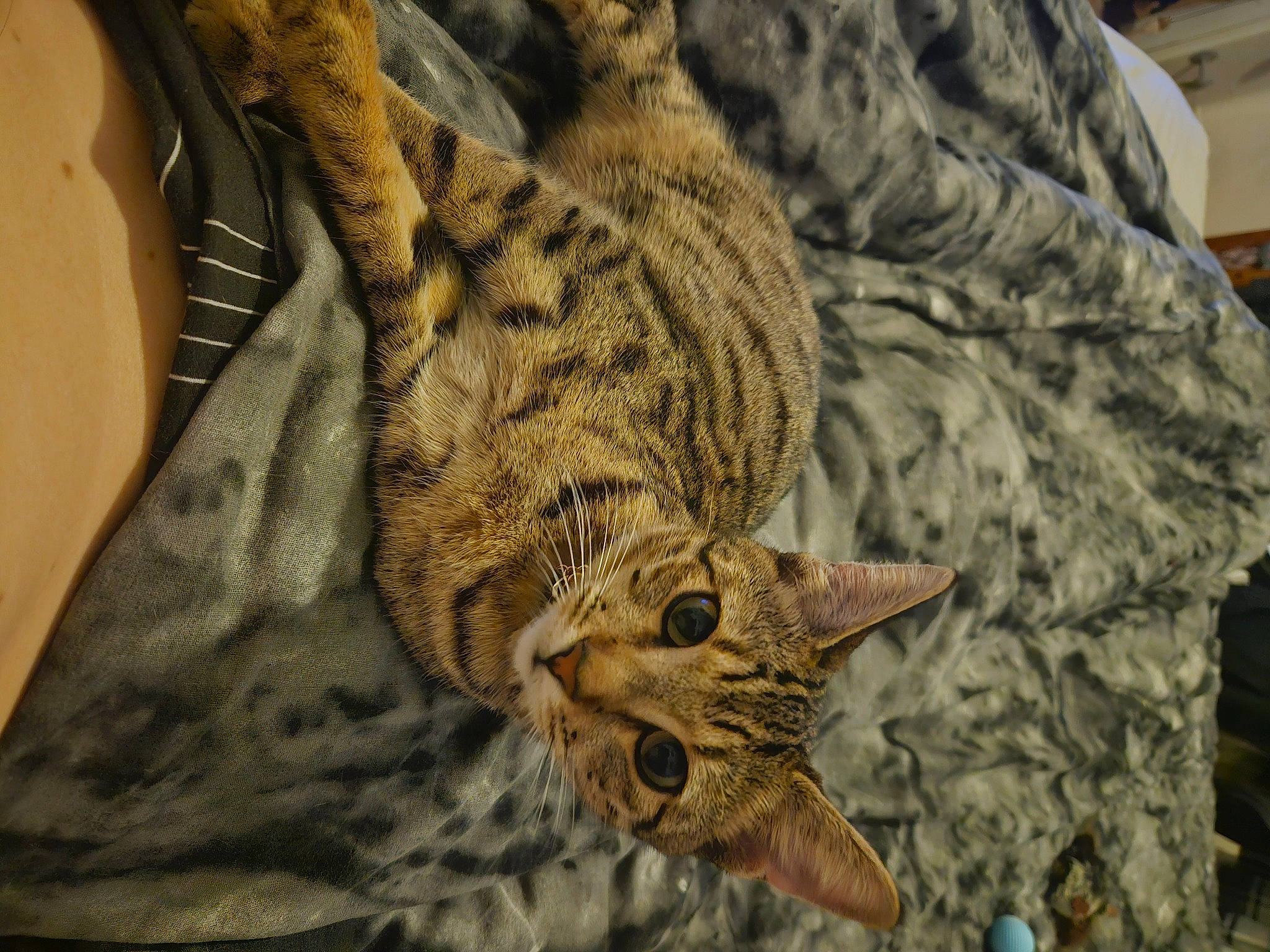 Freyja is registered to the contest to win money with this photo: carnivore, cat, claw, comfort, domestic_short_haired_cat, felidae, fur, military_camouflage, pattern, small_to_medium_sized_cats, snout, tail, terrestrial_animal, tree, whiskers, wildlife