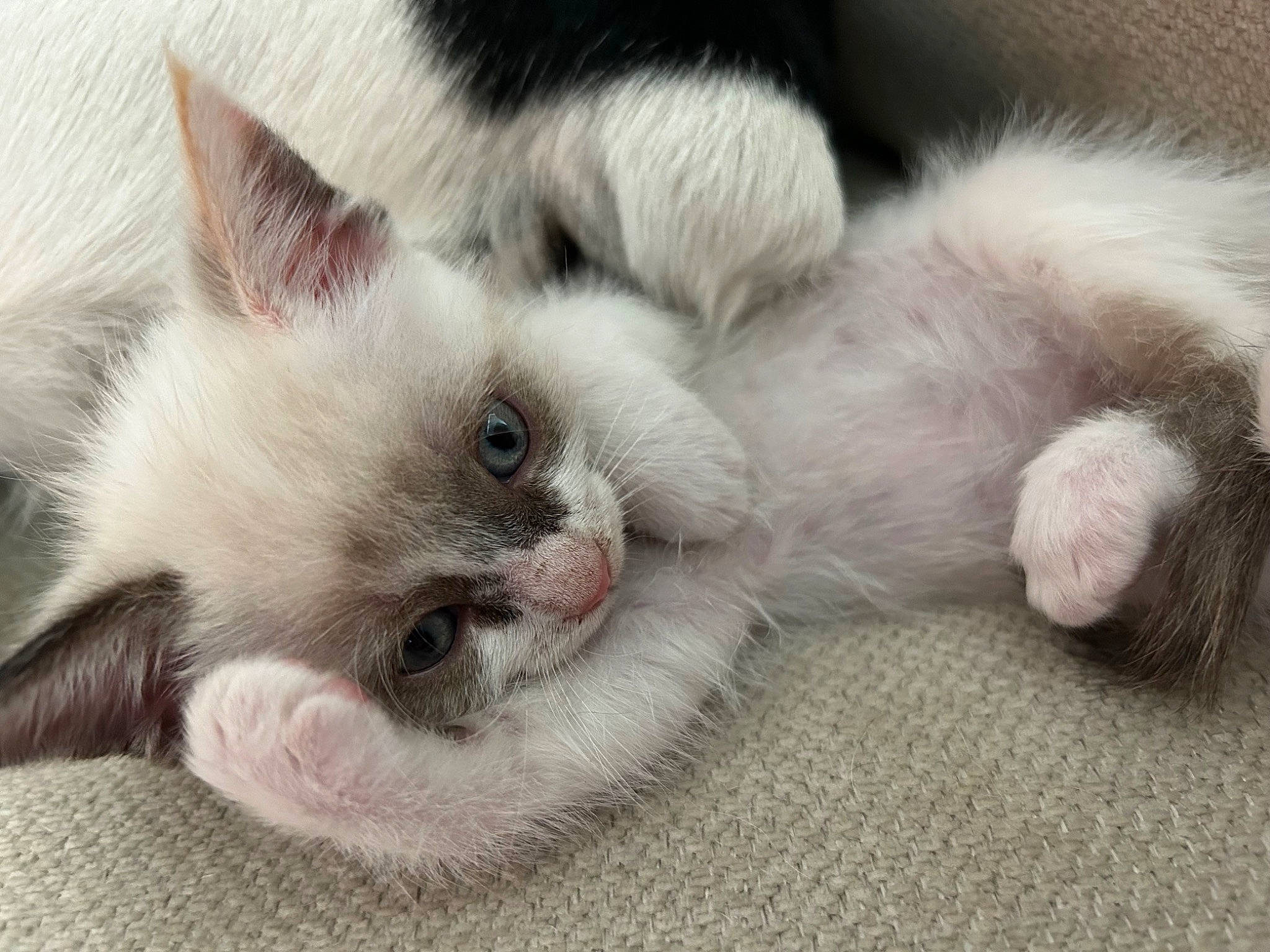 Cricket is registered to the contest to win money with this photo: balinese, carnivore, cat, claw, comfort, domestic_short_haired_cat, eye, fawn, felidae, foot, fur, nap, paw, small_to_medium_sized_cats, tail, whiskers