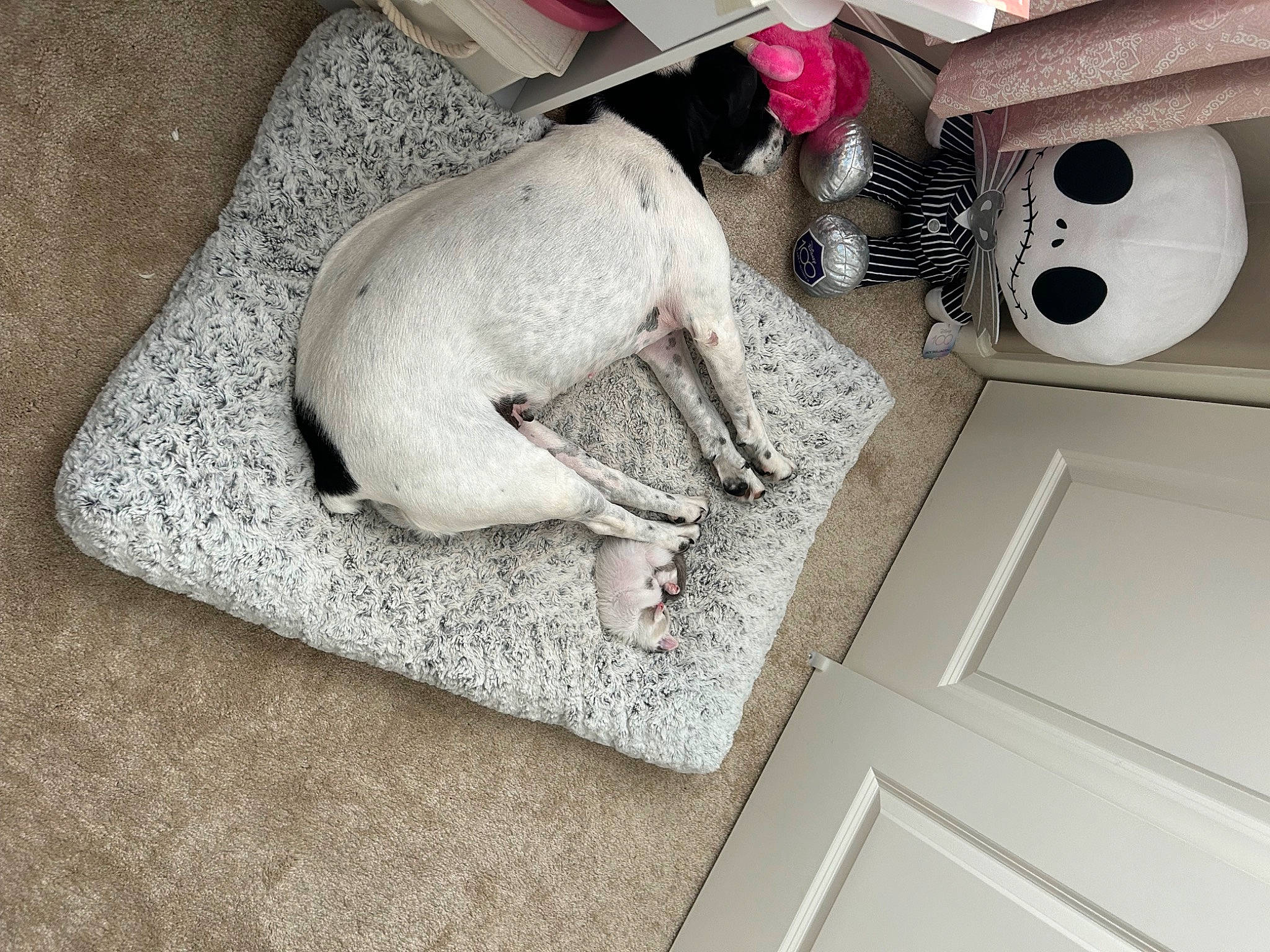 Cricket joined the competition — help win amazing prizes! art, carmine, door, drawer, flooring, fur, grey, linens, machine, pattern, plush, rectangle, room, stuffed_toy, teddy_bear, toy, wood