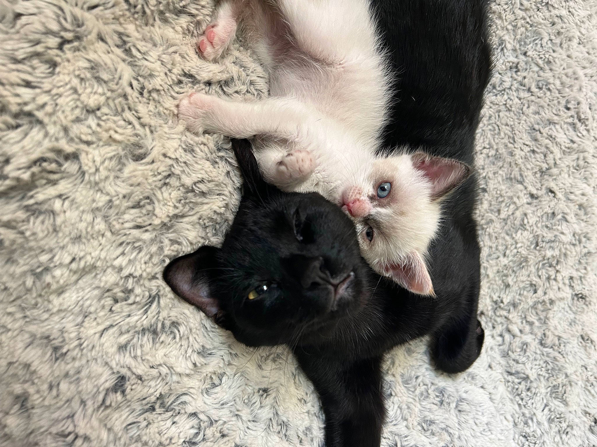 Cricket is registered to the contest to win money with this photo: bombay, carnivore, cat, claw, comfort, dog_breed, domestic_short_haired_cat, fawn, felidae, foot, fur, paw, small_to_medium_sized_cats, snout, tail, terrestrial_animal, vertebrate, whiskers