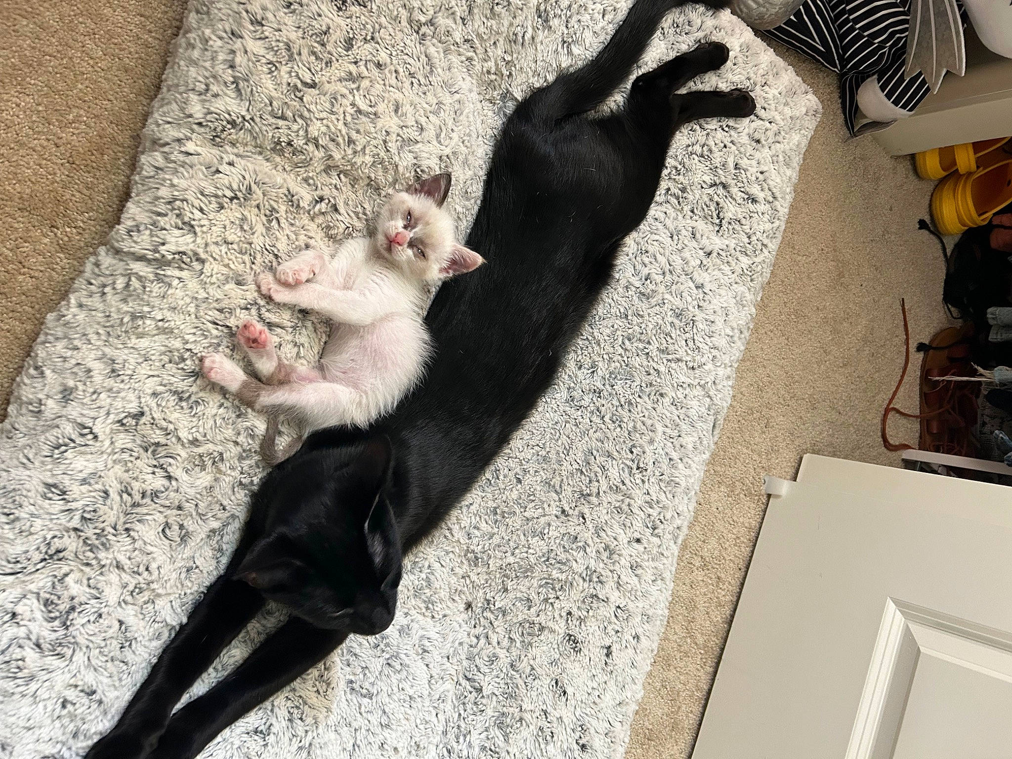 Cricket joined the competition — help win amazing prizes! canidae, carnivore, claw, comfort, companion_dog, dog_breed, domestic_short_haired_cat, felidae, floor, flooring, fur, hardwood, mammal, paw, small_to_medium_sized_cats, sporting_group, tail, vertebrate, whiskers, wood