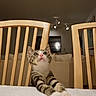 Kiwi joined the competition — help win amazing prizes! animal, background_blur, cat, cozy, curious, cute, domestic, furniture, household, indoor, kitten, living_room, pet, soft_lighting, stretching, tabby, tablecloth, white_paws, wooden_chair, young_cat