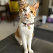 Ebi joined the competition — help win amazing prizes! animal, blurred_background, bow_tie, cat, chair, close_up, collar, cute, domestic_cat, ears, furniture, household, indoor, leather_surface, orange_and_white_cat, pet, portrait, sitting, table, whiskers